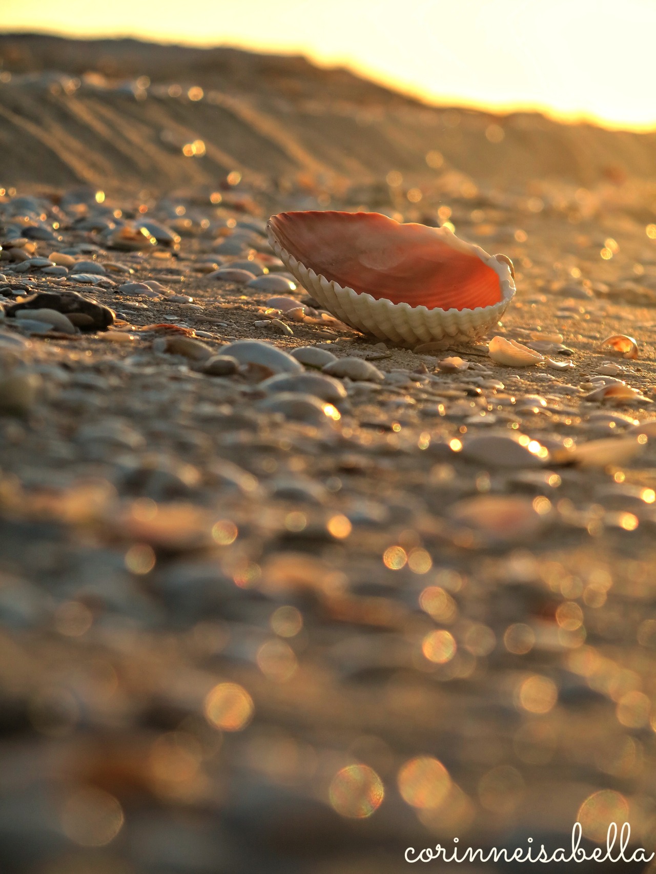 Seashell at dusk